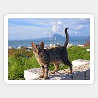 Greek Cat Sticker